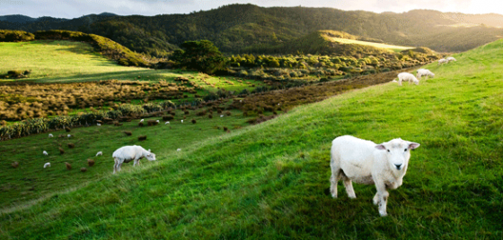 Canstar-Bank-of-the-Year-2019